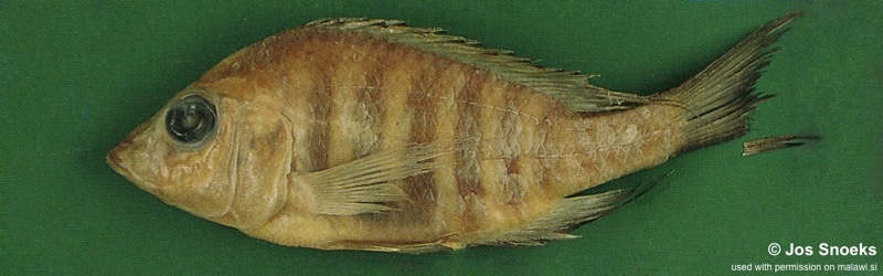 Alticorpus sp. 'bicuspid bis' Senga Bay